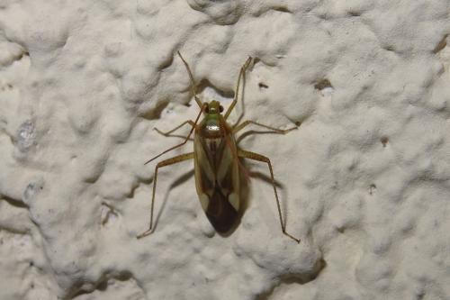 Réf. 242 972 : Adelphocoris sp.